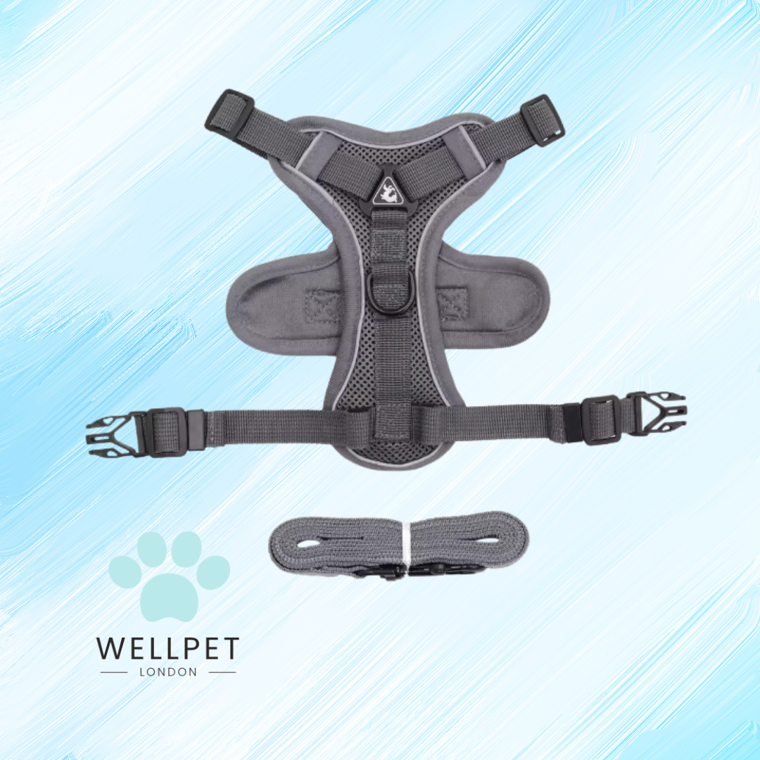 Cat Harness & Lead Set