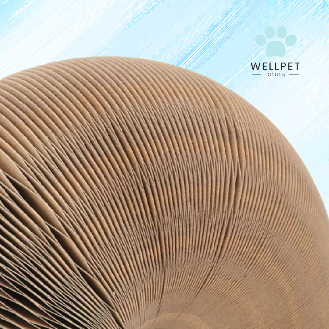 Enriching Interactive Scratcher